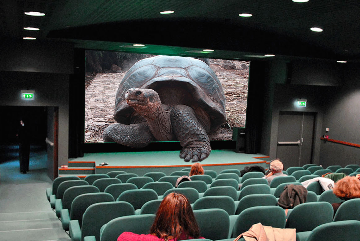 05 Tortue-aniamtion-2